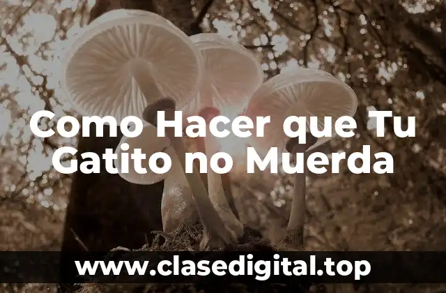 ¿Qué es el Mordisqueo en los Gatitos?