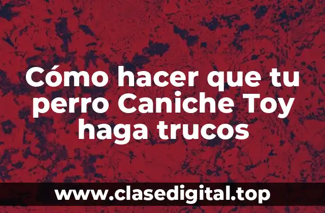 Cómo hacer que tu perro Caniche Toy haga trucos