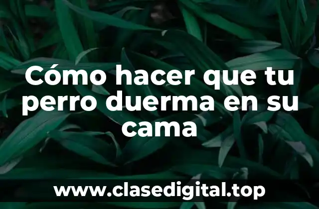 Cómo hacer que tu perro duerma en su cama