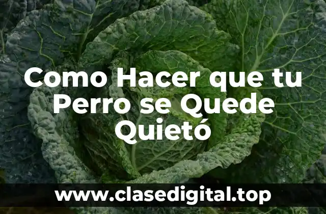 Como Hacer que tu Perro se Quede Quietó