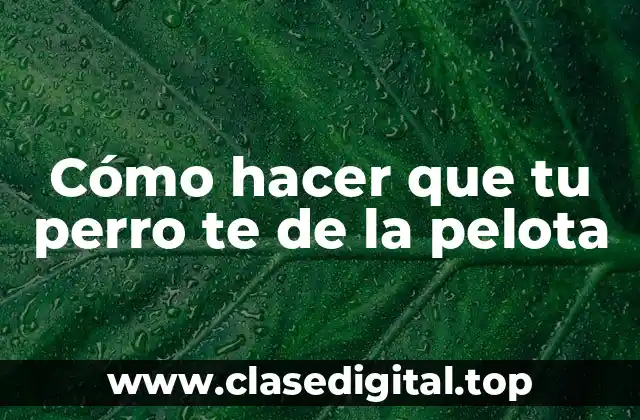 Cómo hacer que tu perro te de la pelota