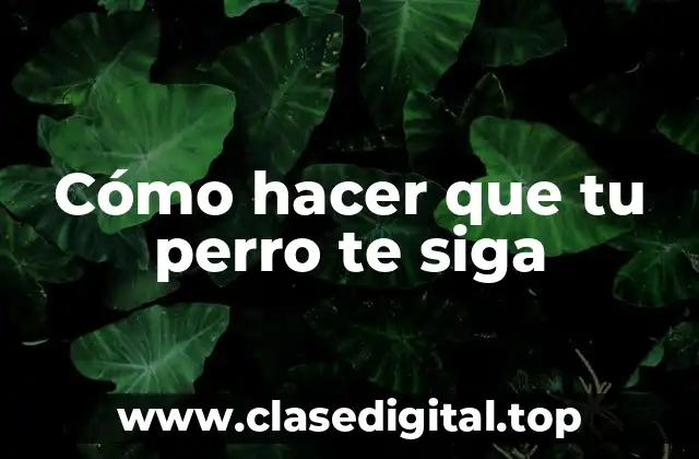 Cómo hacer que tu perro te siga