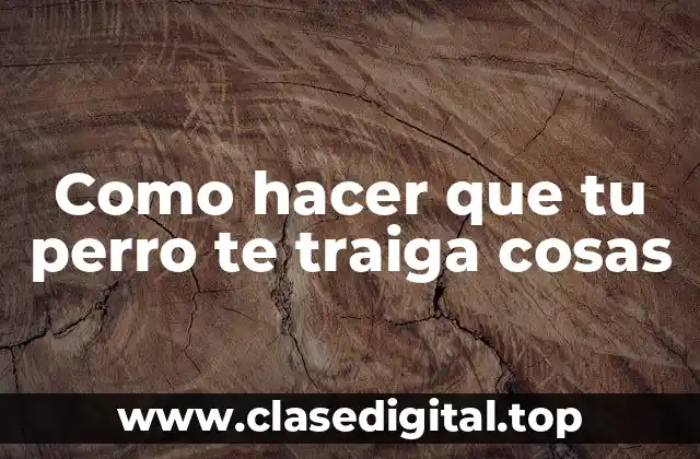 Como hacer que tu perro te traiga cosas