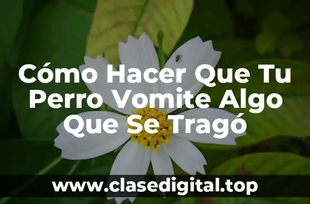 Cómo Hacer Que Tu Perro Vomite Algo Que Se Tragó