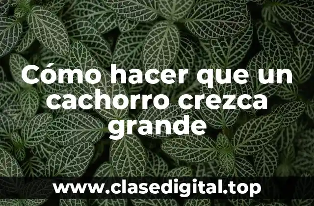 Cómo hacer que un cachorro crezca grande