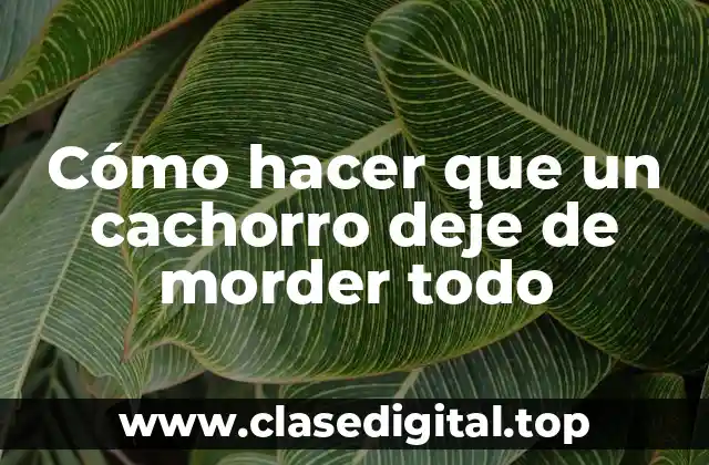 Cómo hacer que un cachorro deje de morder todo