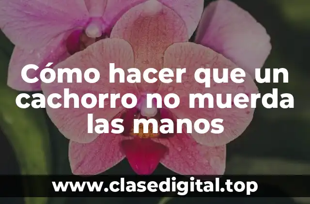 Cómo hacer que un cachorro no muerda las manos