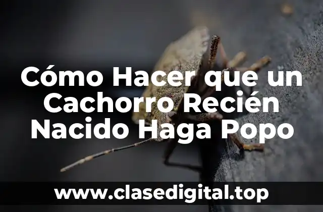 Cómo Hacer que un Cachorro Recién Nacido Haga Popo