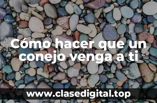 Cómo hacer que un conejo venga a ti