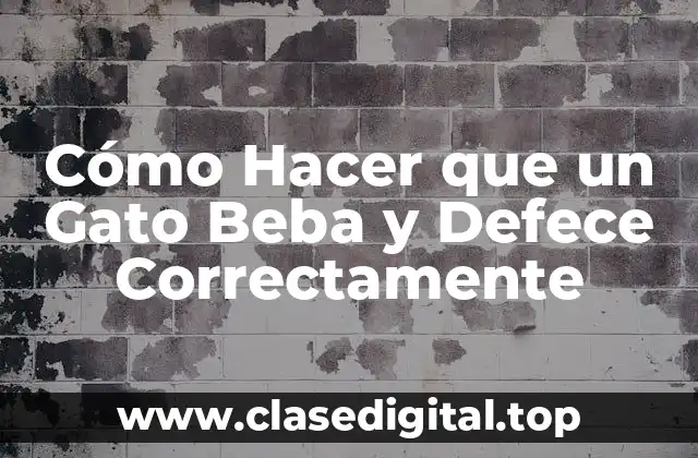 Cómo Hacer que un Gato Beba y Defece Correctamente