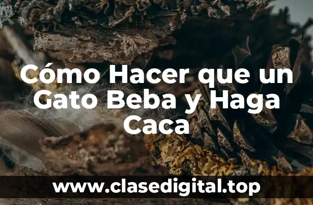 Cómo Hacer que un Gato Beba y Haga Caca