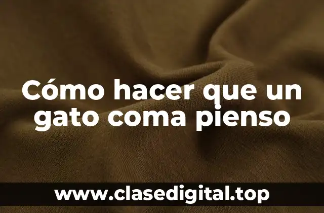 Cómo hacer que un gato coma pienso