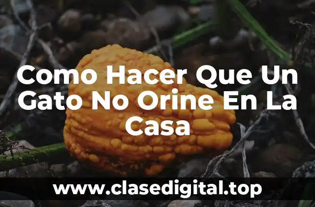 Como Hacer Que Un Gato No Orine En La Casa