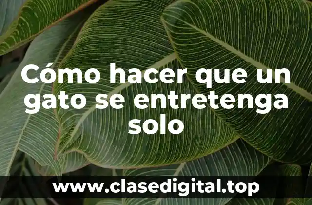 Cómo hacer que un gato se entretenga solo