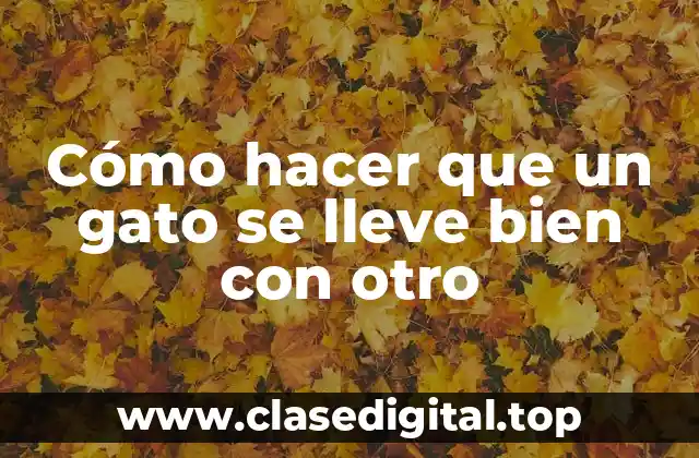 Cómo hacer que un gato se lleve bien con otro