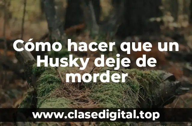 Cómo hacer que un Husky deje de morder