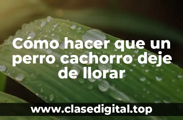 Cómo hacer que un perro cachorro deje de llorar
