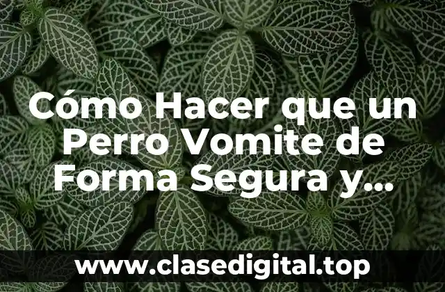 Cómo Hacer que un Perro Vomite de Forma Segura y Eficiente