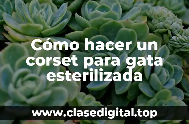 ¿Qué es un corset para gatas esterilizadas?