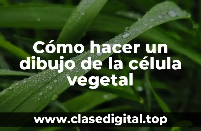 Cómo hacer un dibujo de la célula vegetal