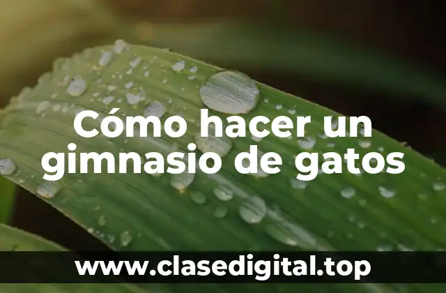 ¿Qué es un gimnasio de gatos?