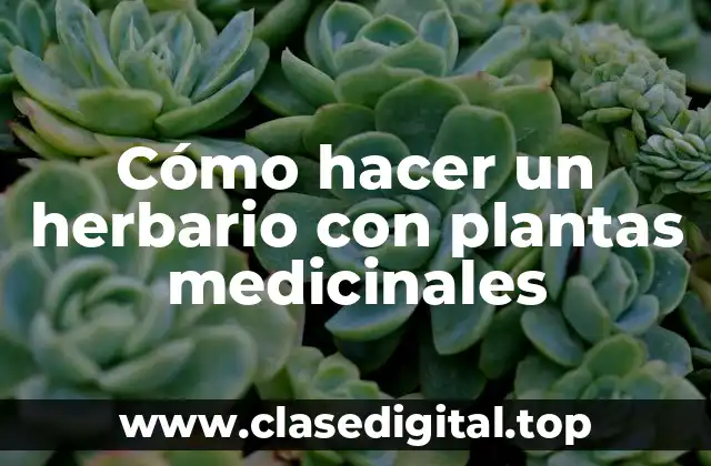 Cómo hacer un herbario con plantas medicinales