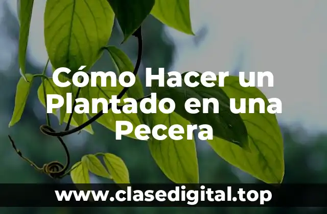 Cómo Hacer un Plantado en una Pecera