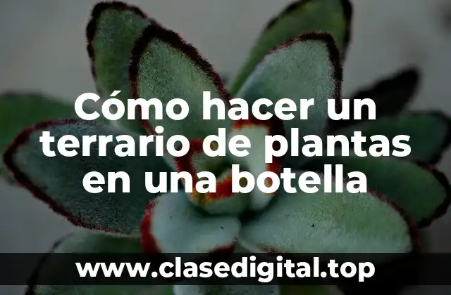 Cómo hacer un terrario de plantas en una botella