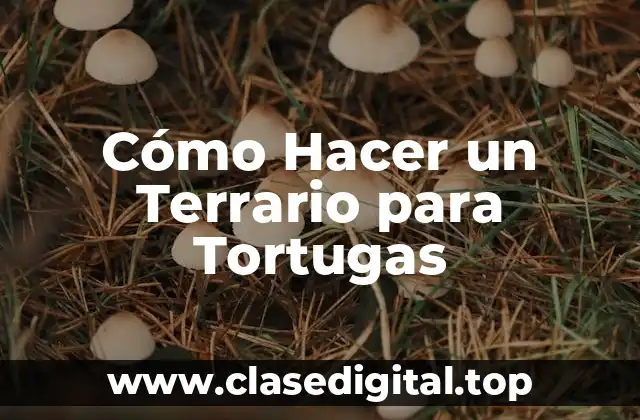 Cómo Hacer un Terrario para Tortugas