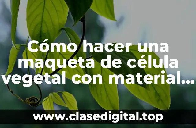 Cómo hacer una maqueta de célula vegetal con material reciclado
