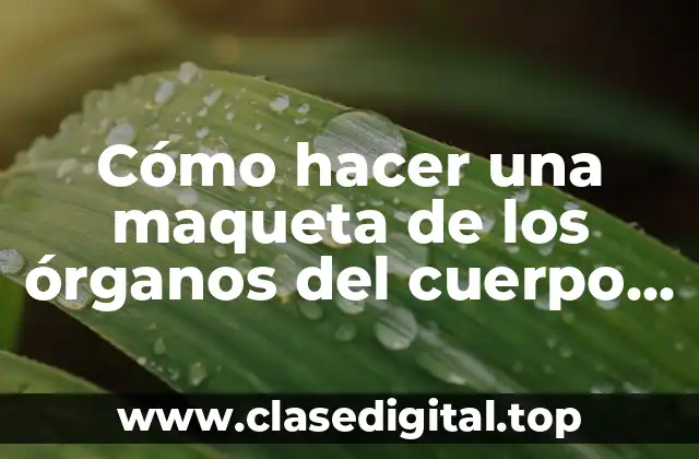 Cómo hacer una maqueta de los órganos del cuerpo humano