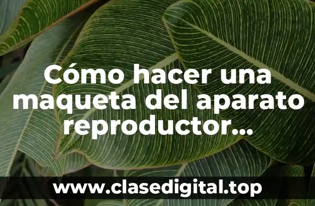 Cómo hacer una maqueta del aparato reproductor femenino en 3D