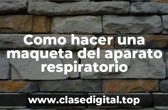 Como hacer una maqueta del aparato respiratorio