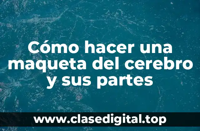 Cómo hacer una maqueta del cerebro y sus partes