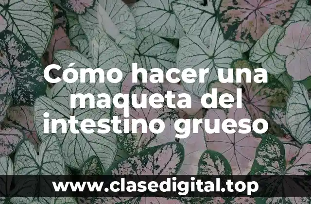 ¿Qué es el intestino grueso y para qué sirve?