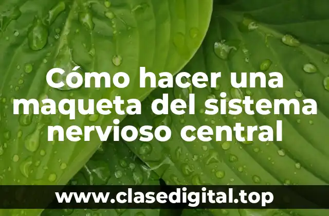 Cómo hacer una maqueta del sistema nervioso central