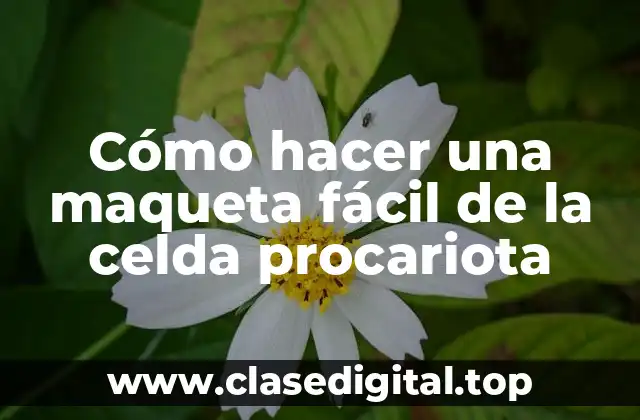 Cómo hacer una maqueta fácil de la celda procariota