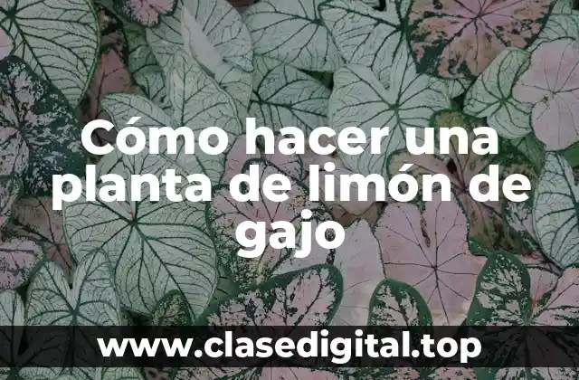 ¿Qué es un limón de gajo y para qué sirve?