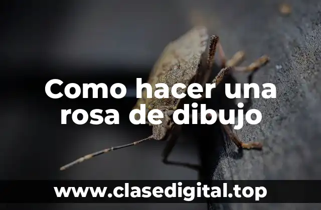 ¿Qué es una rosa de dibujo?