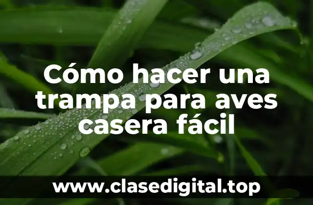 Cómo hacer una trampa para aves casera fácil