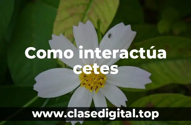 Como interactúa cetes