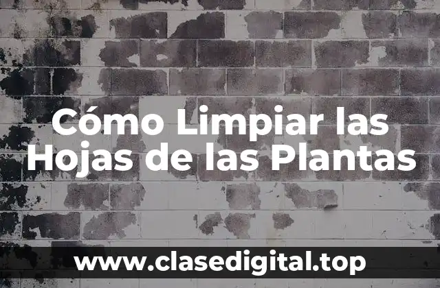 Cómo Limpiar las Hojas de las Plantas