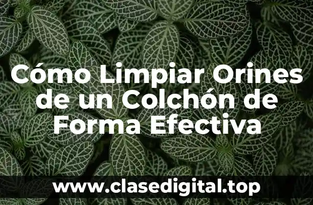 Cómo Limpiar Orines de un Colchón de Forma Efectiva