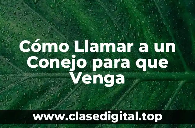 Cómo Llamar a un Conejo para que Venga