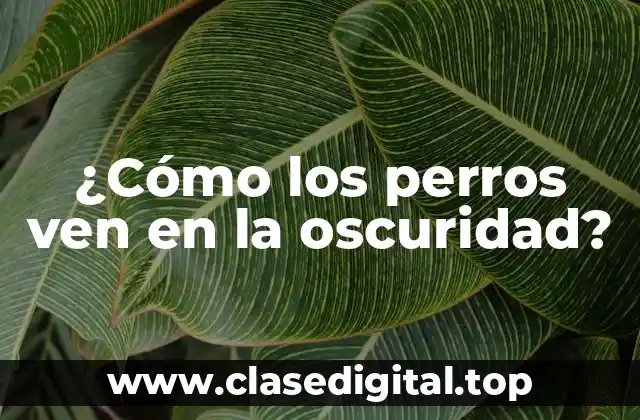 ¿Cómo los perros ven en la oscuridad?