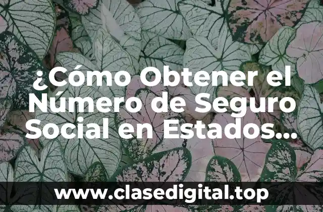 ¿Cómo Obtener el Número de Seguro Social en Estados Unidos?