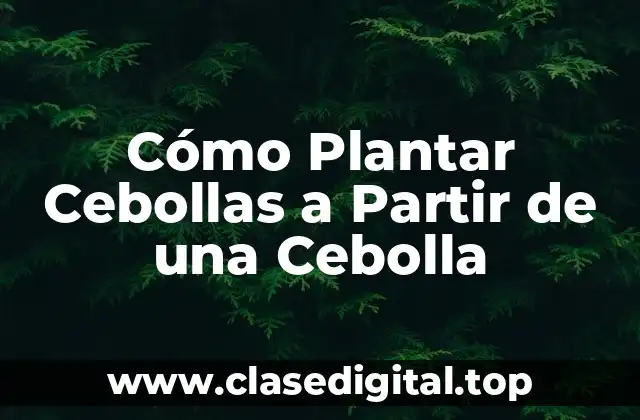 Cómo Plantar Cebollas a Partir de una Cebolla