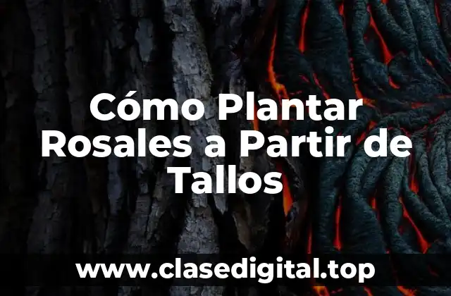 Beneficios de Plantar Rosales a Partir de Tallos