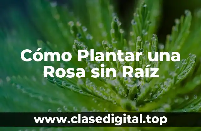 Cómo Plantar una Rosa sin Raíz