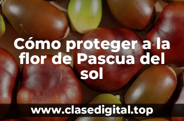 Cómo proteger a la flor de Pascua del sol